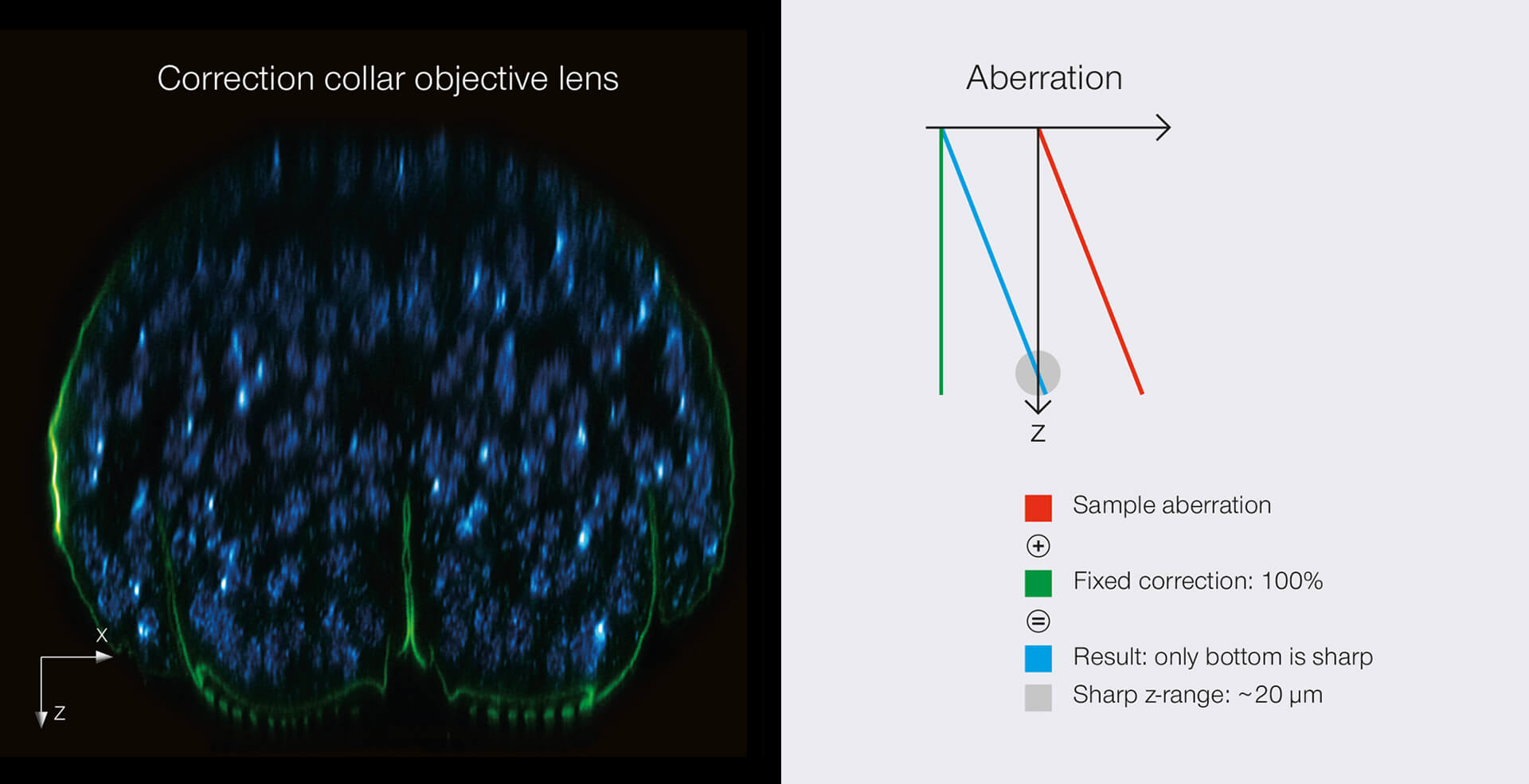 Comparison of RAYSHAPE deformable mirror vs correction collar objective lens. xz section of a stage 17 Drosophila embryo stained for chitin (abberior LIVE 610, green) and DNA (abberior LIVE 550, cyan). Position deep.