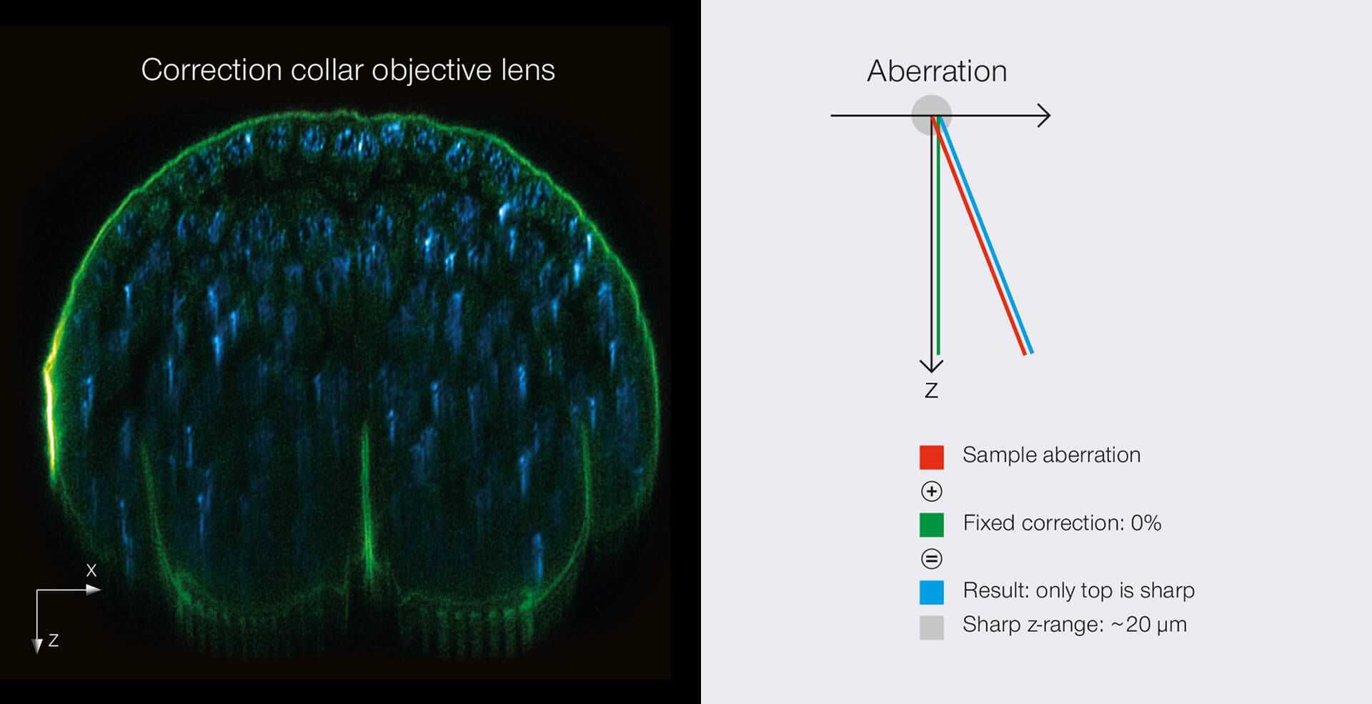 Comparison of RAYSHAPE deformable mirror vs correction collar objective lens. xz section of a stage 17 Drosophila embryo stained for chitin (abberior LIVE 610, green) and DNA (abberior LIVE 550, cyan). Position close to the cover slip.