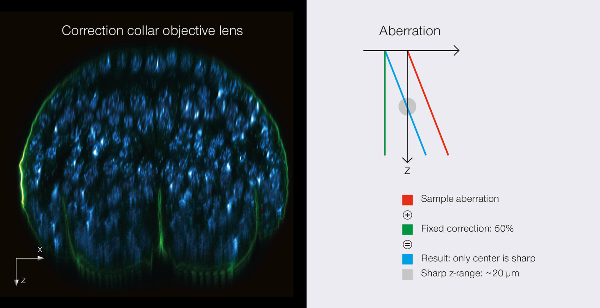 Comparison of RAYSHAPE deformable mirror vs correction collar objective lens. xz section of a stage 17 Drosophila embryo stained for chitin (abberior LIVE 610, green) and DNA (abberior LIVE 550, cyan). Position middle.