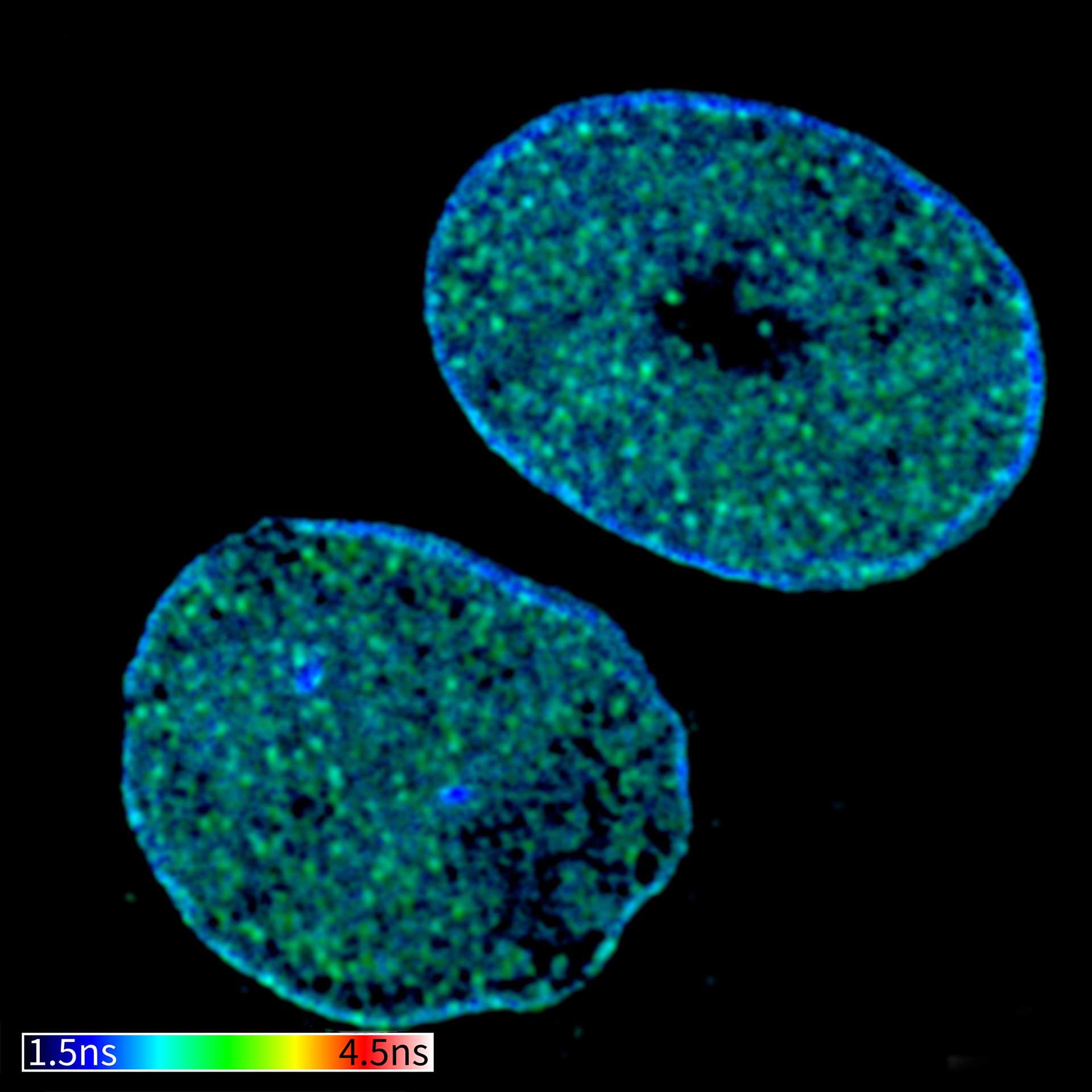 TIMEBOW Confocal and TIMEBOW STED image of mammalian cells labeled with antibodies against lamin/ Atto647N and DNA/ abberior STAR 635P.