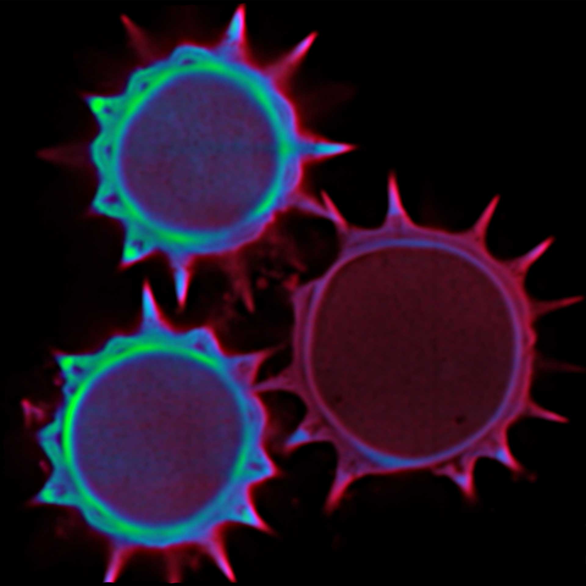 Pollen autofluorescence lifetime image in super-resolution STED