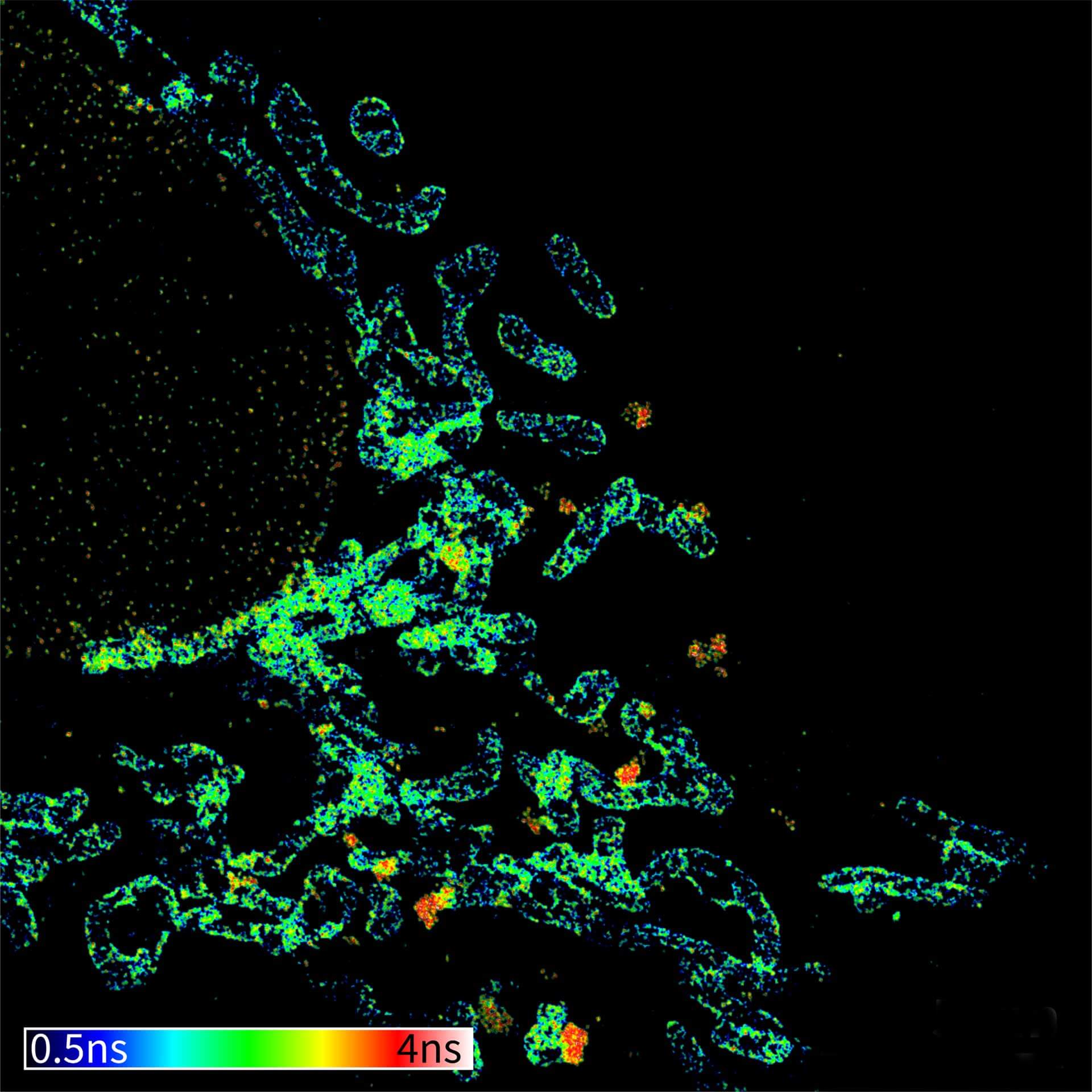 TIMEBOW image of mammalian cells labeled with antibodies against Tom20/Atto 647N and Nup153/abberior STAR 635P. Note that nuclear pore (Nup) complex subunits appear to be localized in the cytoplasm, which is due to the Nup import pathway into the nuclear membrane.