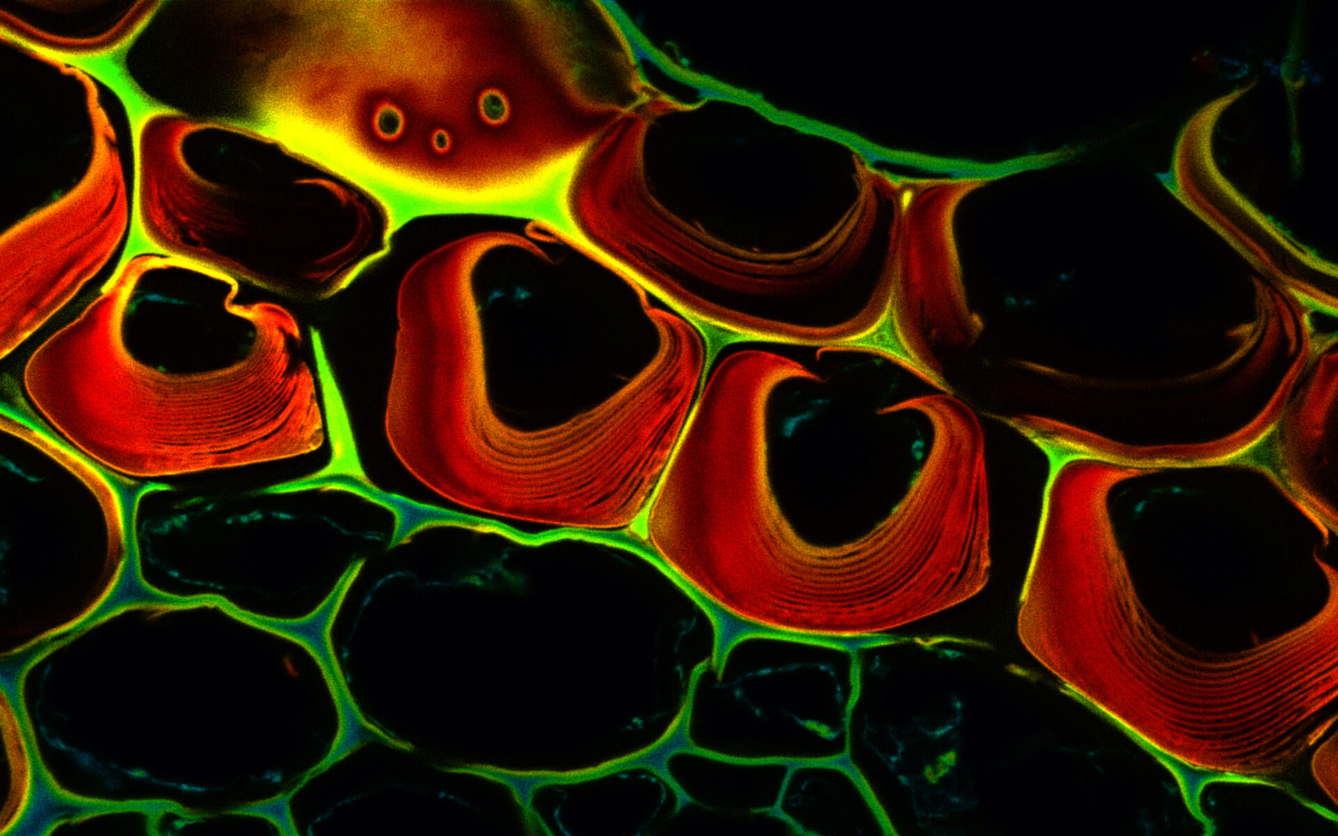 Cells in a plant stem cross section of Convallaria recorded with FACILITY. Image quality is improved by removing the background through MATRIX detection. This is combined with TIMEBOW lifetime imaging to show the shift in fluorescence lifetime caused by the nano-environment of the abberior STAR RED. This results in a crisp background-free TIMEBOW image.