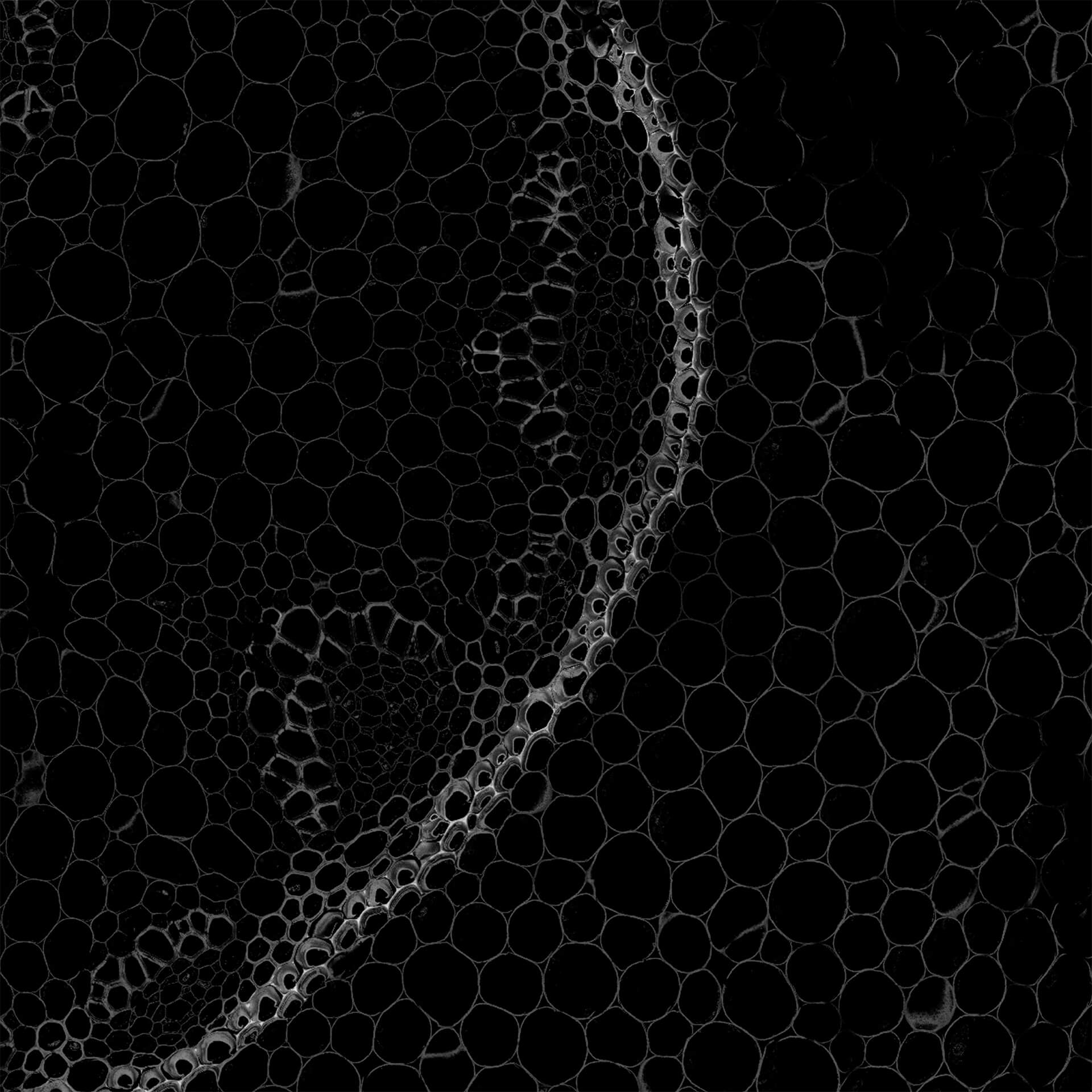 Cells in a plant stem cross section of Convallaria recorded with FACILITY. A large area was imaged and stitched with image tiling in Fiji for ImageJ. This is combined with TIMEBOW lifetime imaging to show the shift in fluorescence lifetime caused by the nano-environment of the abberior STAR RED.