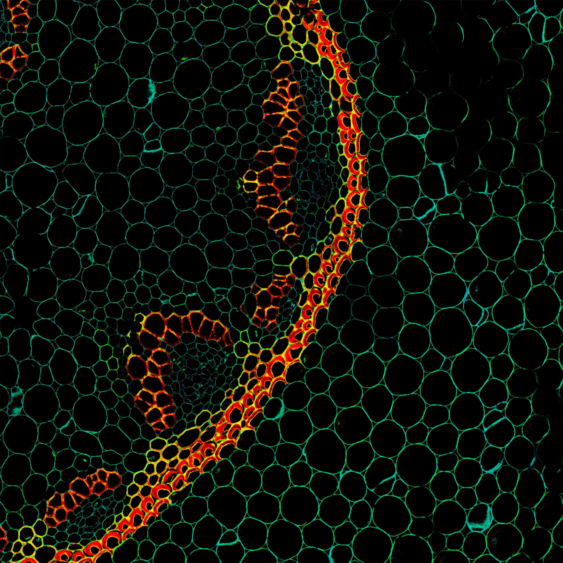Cells in a plant stem cross section of Convallaria recorded with FACILITY. A large area was imaged and stitched with image tiling in Fiji for ImageJ. This is combined with TIMEBOW lifetime imaging to show the shift in fluorescence lifetime caused by the nano-environment of the abberior STAR RED.