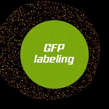 Photostable abberior dyes and highly specific FluoTag-X4 anti-GFP nanobodies from Nanotag Biotechnologies