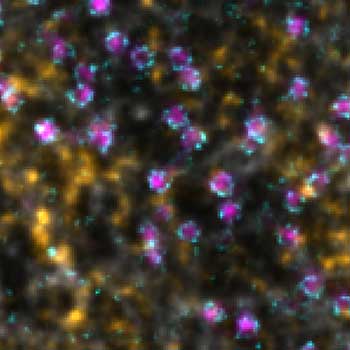 4-color STED image using a single 775 nm laser.