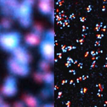 Colocalization analysis of two nuclear pore proteins.