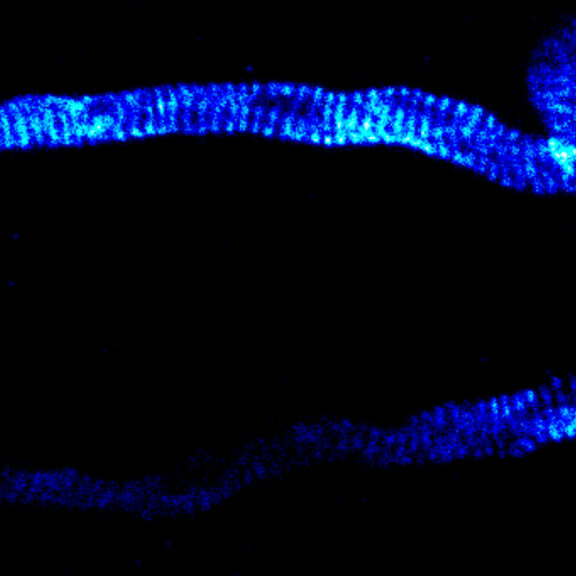 STED image of periodic spectrin in the axon of a neuron in mouse neocortex