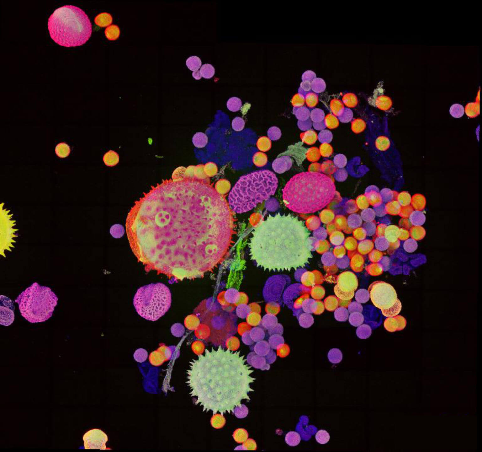 Colorful autofluorescence of pollen grains imaged with STEDYCON