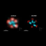 Centriolar rosettes in fixed RPE-1 cells, imaged with 3D STED and FLEXPOSURE adaptive illumination. 