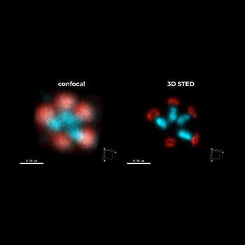 Centriolar rosettes in fixed RPE-1 cells, imaged with 3D STED and FLEXPOSURE adaptive illumination. 