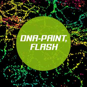 DNA-PAINT, FLASH labeling protocol