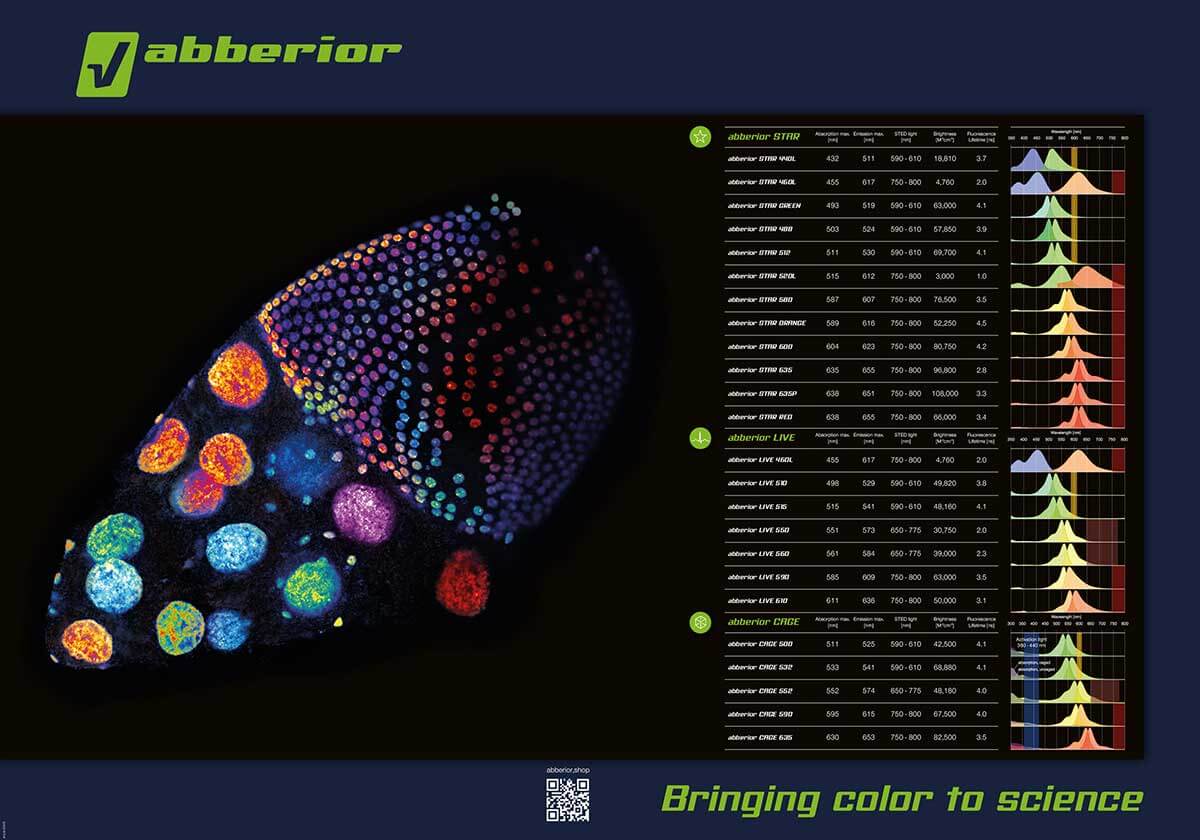 Overview poster of abberior dyes, image of Drosophila ovariole stained with abberior LIVE 560 DNA.