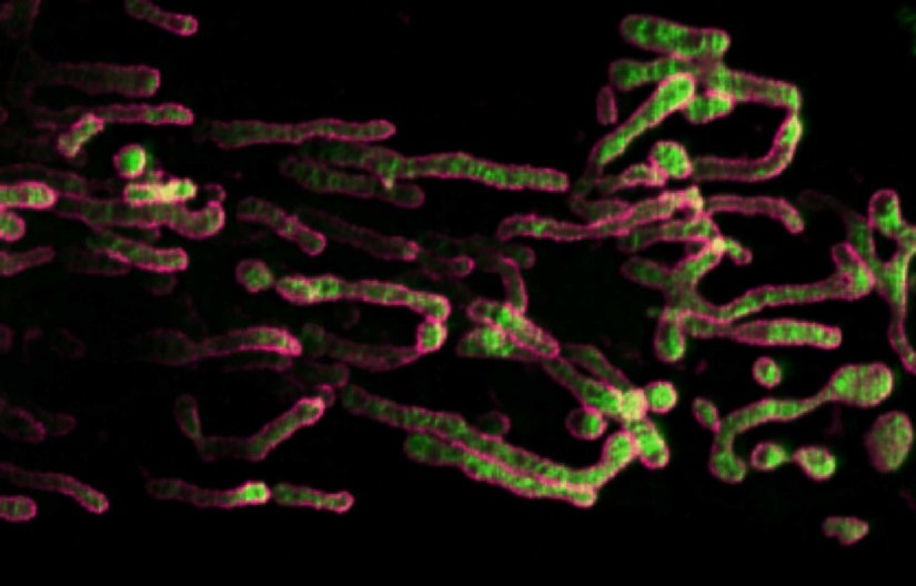 2 color STED Image of mitochondria cristae in mammalian cell labeled with abberior LIVE ORANGE mito. STED image has been required on STEDYCON.