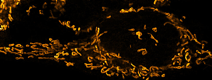 STED Image of mitochondria cristae in whole mammalian cell labeled with abberior LIVE ORANGE mito. STED image has been required on FACILITY.