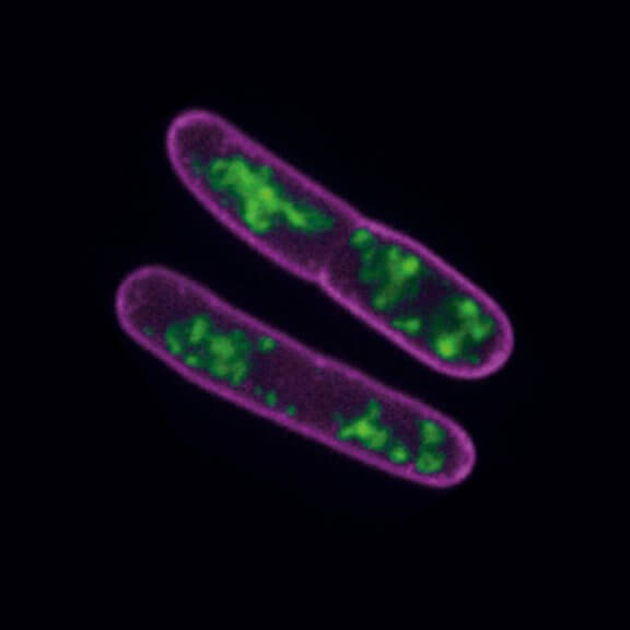 Bacterial membranes (magenta) and DNA (green) imaged with confocal and STED microscopy. STED image.