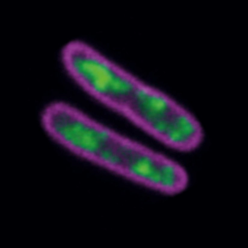 STED-PAINT imaging of bacterial membranes (magenta) and DNA (green) using a high concentration of the exchangeable labels.