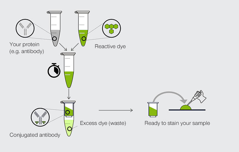 Protein labeling principle