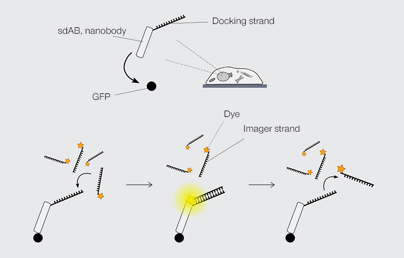 DNA-PAINT labeling principle