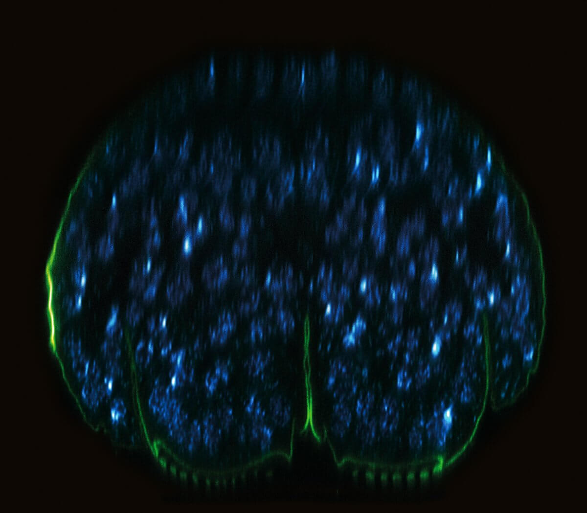 xz section of a stage 17 Drosophila embryo, stained for chitin and DNA with a correction collar set at the end of the overall z-range