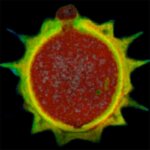 Movie through a confocal TIMEBOW 3D image stack of a pollen grain