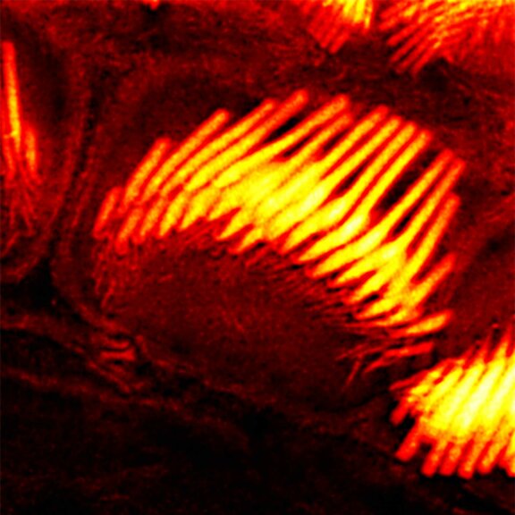 STED detail of actin in mouse inner ear hair cells