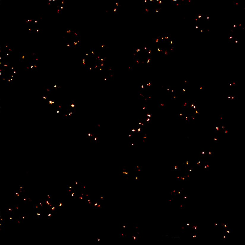 2D MINFLUX nanoscopy of the nuclear pore complex subunits, labeled with abberior FLUX 647 conjugated to JIR AffiniPure-VHH Fragment antibodies (secondary nanobodies). In contrast to confocal microscopy, 2D MINFLUX allows visualization of the shape and arrangement of individual nuclear pore complex subunits. Here, we reach localization precisions of ~ 2 nm in raw localization data.