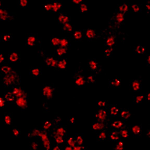 STED image of nuclear pore complexes in mammalian cells stained for NUP96 with abberior STAR RED. 