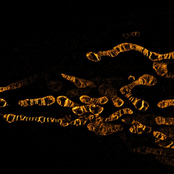 Living HeLa cells stained with the mitochondrial membrane marker abberior MITO ORANGE, visualizing both outer and inner membranes. TRUESHARP STED image.