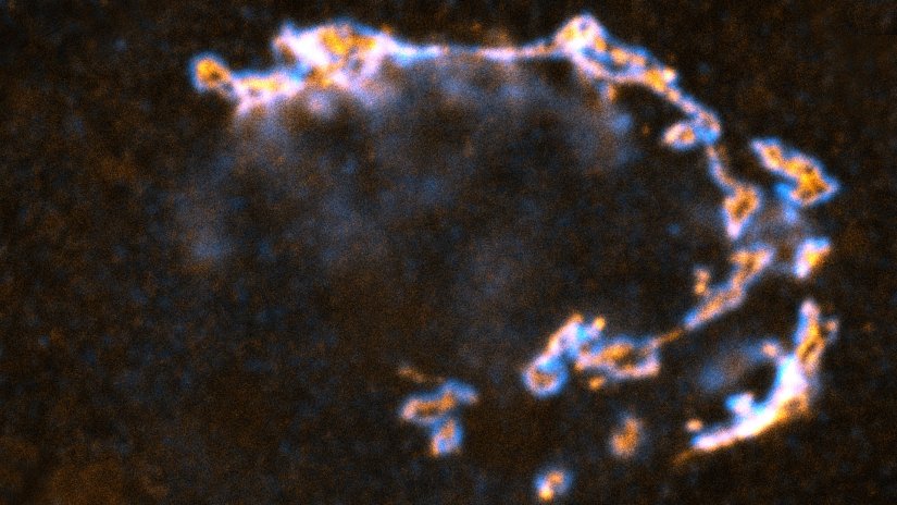 Fixed cells stained for the golgi proteins GM130 (cyan, abberior STAR RED) and giantin (orange, abberior STAR ORANGE), recorded with MATRIX array detection, and deconvolved with TRUESHARP image boosting. 