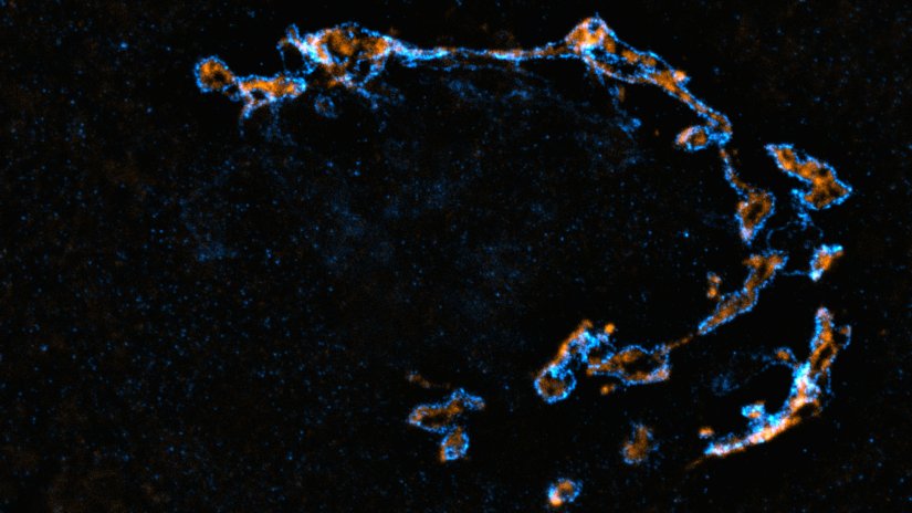 Fixed cells stained for the golgi proteins GM130 (cyan, abberior STAR RED) and giantin (orange, abberior STAR ORANGE), recorded with MATRIX array detection, and deconvolved with TRUESHARP image boosting. 