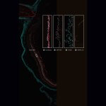 Imaging across scales from diffraction-limited to molecular resolution: ribbon synapses in fixed mouse retina tissue stained for VAMP1 (abberior STAR RED) and CtBP2 (abberior STAR ORANGE) (confocal, MATRIX, STED) or for Bassoon (MINFLUX).