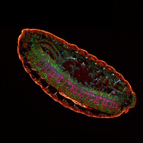 Drosophila embryo3 color confocal image of a Drosophila embryo stained for chitin (STAR RED, cyan), tubulin (STAR ORANGE, magenta), and DNA (PicoGreen, green).