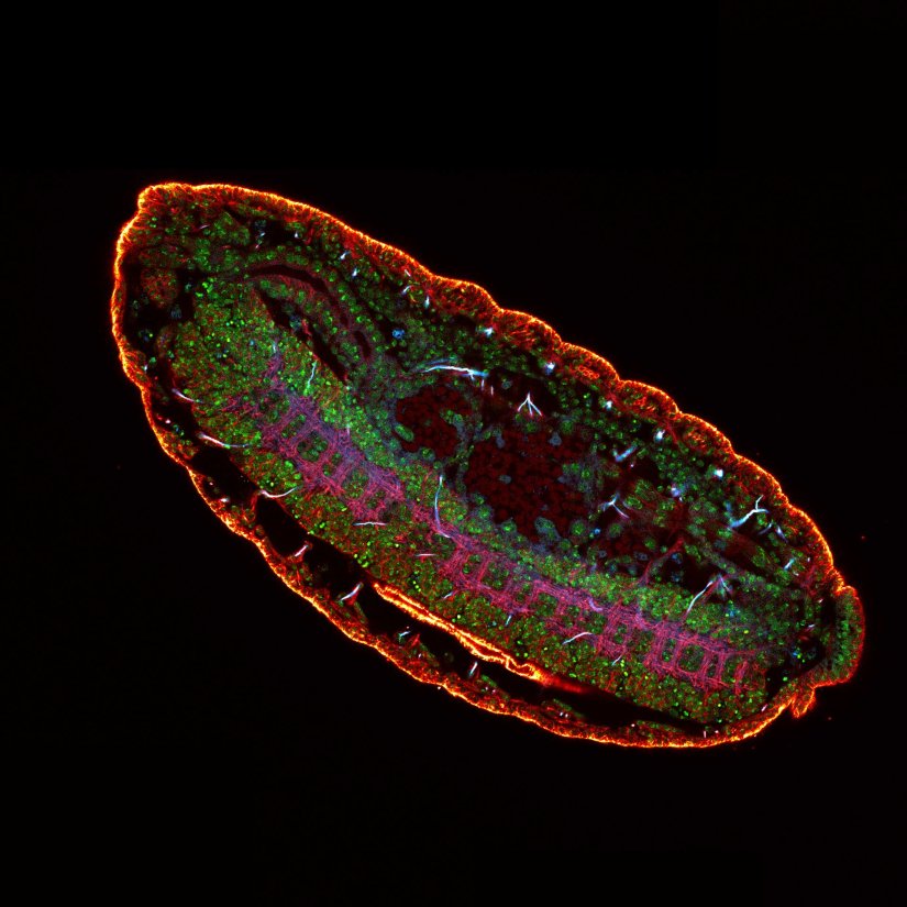 Drosophila embryo3 color confocal image of a Drosophila embryo stained for chitin (STAR RED, cyan), tubulin (STAR ORANGE, magenta), and DNA (PicoGreen, green).