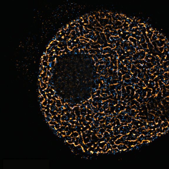 Meiotic cell of Chinese spring wheat stained for two synaptonemal complex components. TRUESHARP STED image.