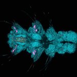 Platynereis larvaeLarva of Platynereis dumerilii acquired in a confocal overview. Nuclei are shown in cyan (DAPI), tubulin in magenta, and serotonin-positive neurons in yellow. The marked region was additionally imaged with STED to resolve fine neuronal structures.