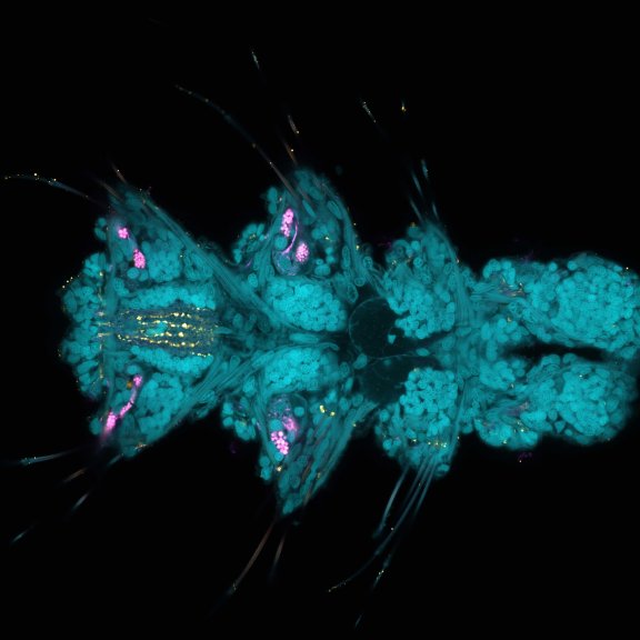 Platynereis larvaeLarva of Platynereis dumerilii acquired in a confocal overview. Nuclei are shown in cyan (DAPI), tubulin in magenta, and serotonin-positive neurons in yellow. The marked region was additionally imaged with STED to resolve fine neuronal structures.