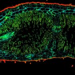 Oleander leaf tipConfocal TIMEBOW acquisition of an Oleander leaf tip showing a range of autofluorescence lifetimes originating from different tissue components.