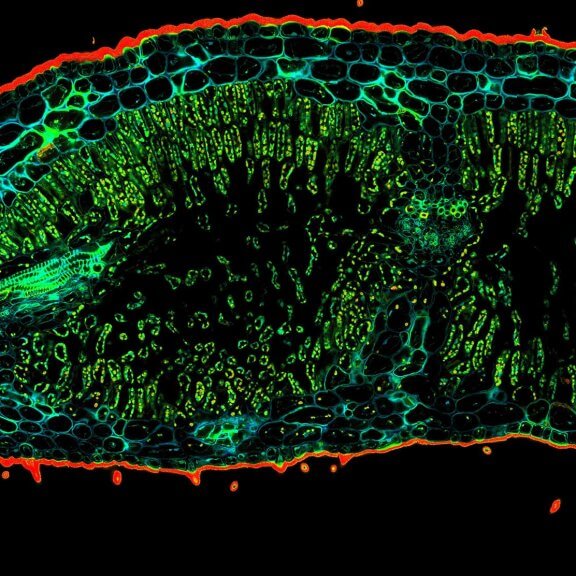 Oleander leaf tipConfocal TIMEBOW acquisition of an Oleander leaf tip showing a range of autofluorescence lifetimes originating from different tissue components.