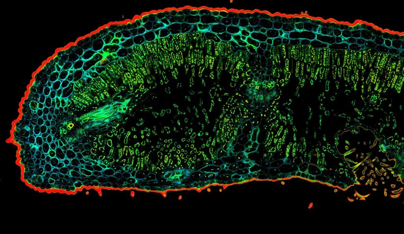 Oleander leaf tipConfocal TIMEBOW acquisition of an Oleander leaf tip showing a range of autofluorescence lifetimes originating from different tissue components.