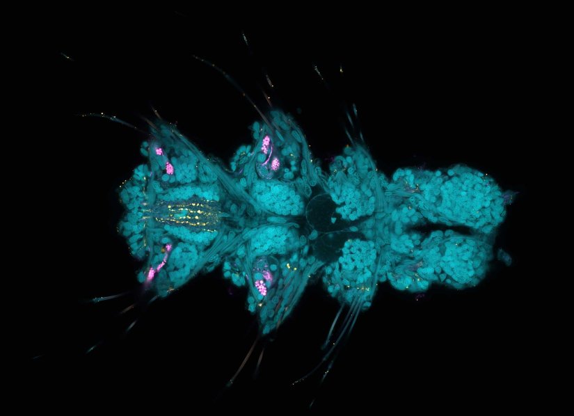 Platynereis larvaeLarva of Platynereis dumerilii acquired in a confocal overview. Nuclei are shown in cyan (DAPI), tubulin in magenta, and serotonin-positive neurons in yellow. The marked region was additionally imaged with STED to resolve fine neuronal structures.