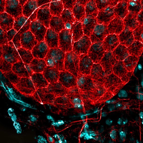 Drosophila follicle surface stained for tubulin (red, abberior STAR RED) and DNA (cyan, abberior LIVE 550, imaged with MATRIX array detection