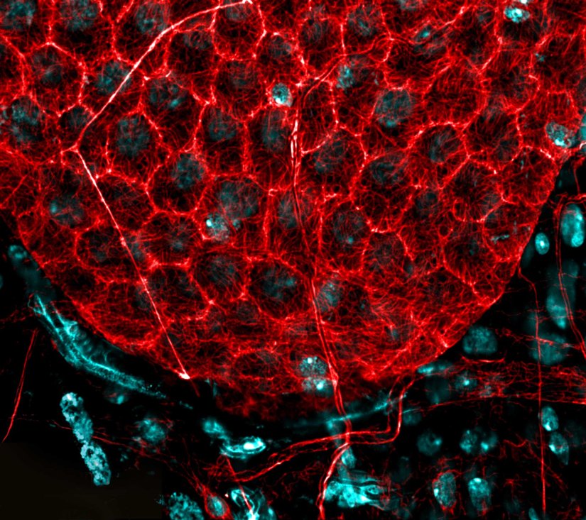 Drosophila follicle surface stained for tubulin (red, abberior STAR RED) and DNA (cyan, abberior LIVE 550, imaged with MATRIX array detection