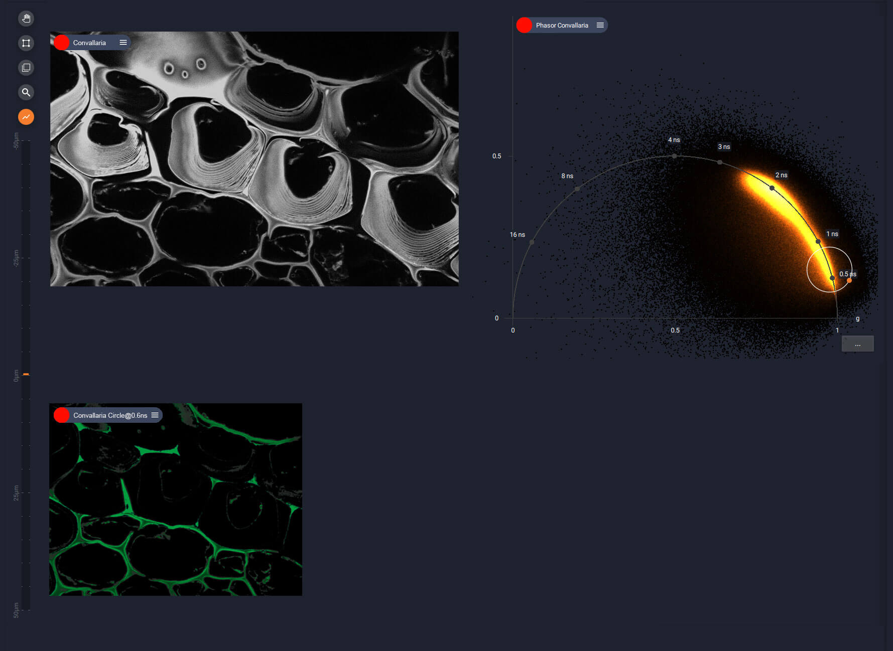 TIMEBOW lifetime imaging, LiGHTBOX phasor plot