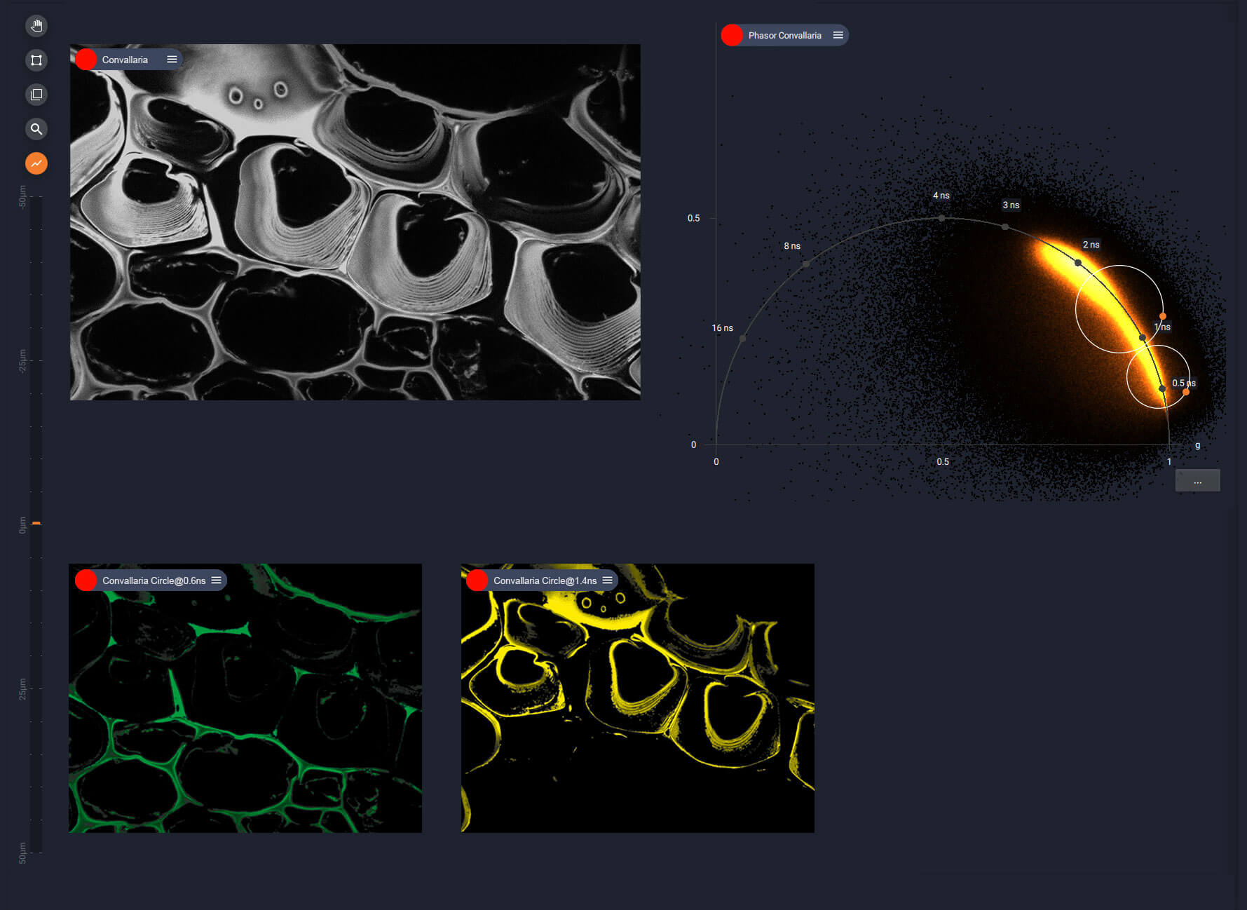 TIMEBOW lifetime imaging, LiGHTBOX phasor plot