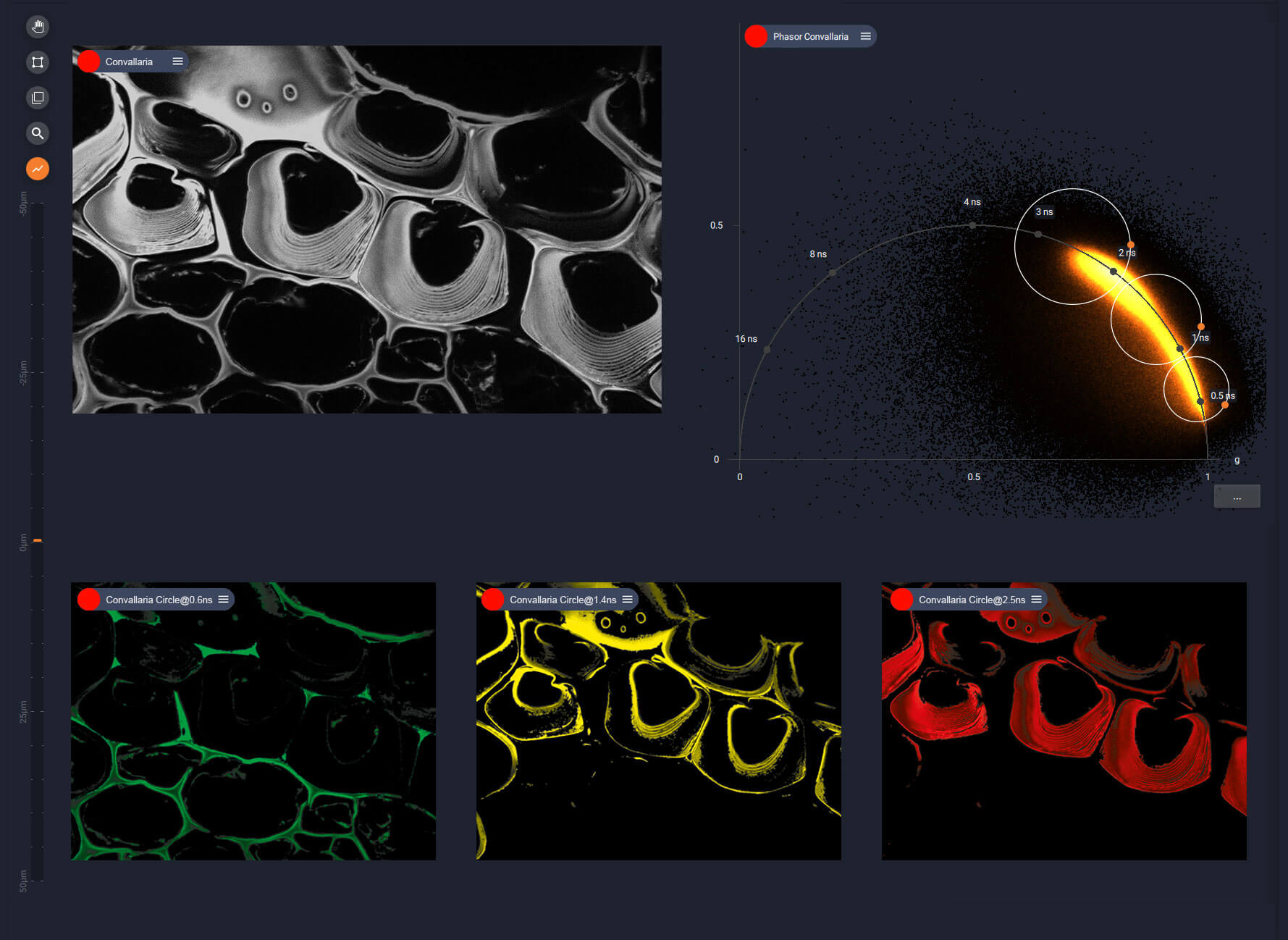 TIMEBOW lifetime imaging, LiGHTBOX phasor plot