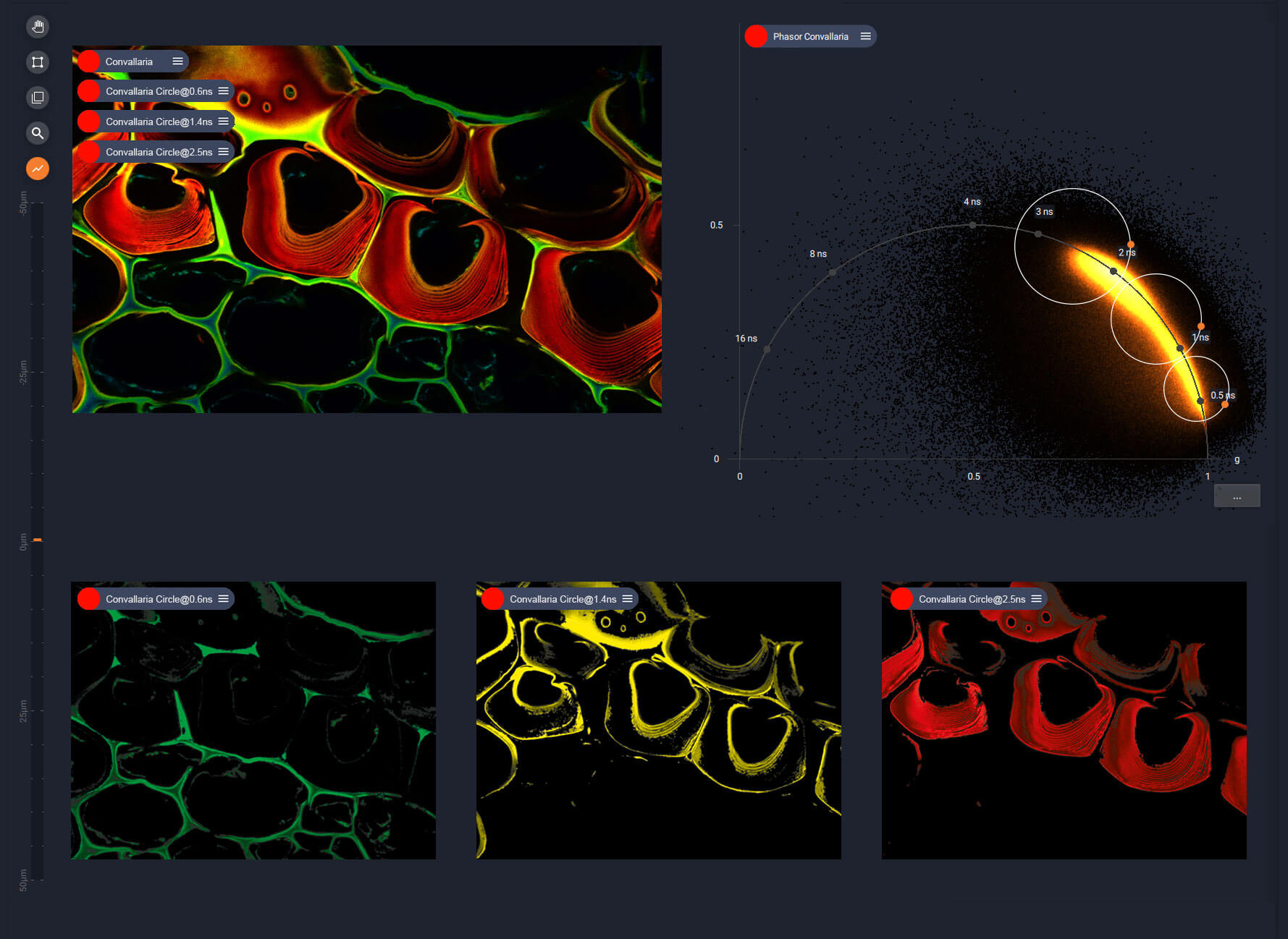 TIMEBOW lifetime imaging, LiGHTBOX phasor plot
