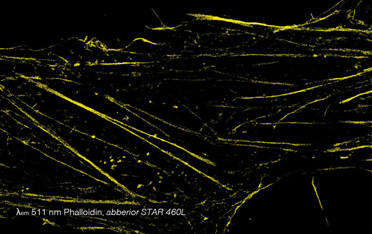 5-color STED image, Phalloidin channel