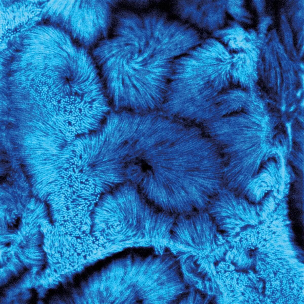 CaCo2 cells TIMEBO+STED image
